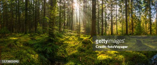 rays of sunlight streaming through mossy forest clearing woodland panorama - woodland stock pictures, royalty-free photos & images