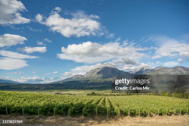 plantaciones de uva para vino - chubut province ストックフォトと画像