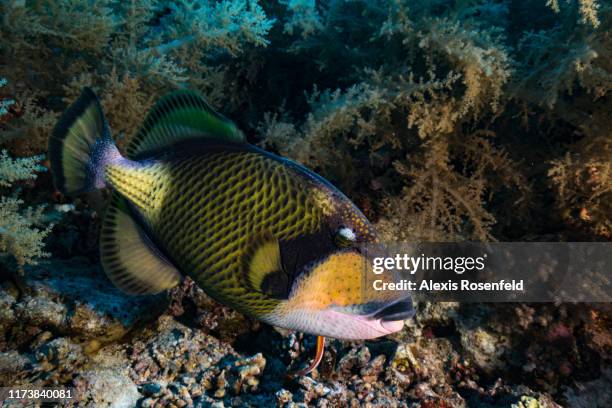 Titan trigger fish is swims close to the reef on May 03, 2017 off the Red Sea, Egypt.