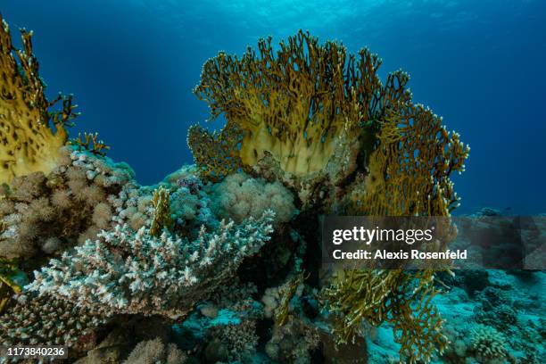 View of a coral garden on April 30, 2017 off the Red Sea, Egypt.