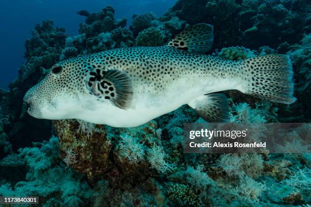 Close-up shot showing a puffer fish swimming along the reef on April 30, 2017 off the Red Sea, Egypt.