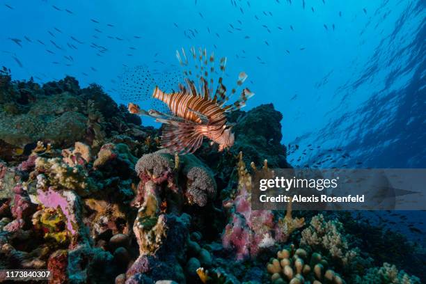 Lion fish is swimming near the reef on April 30, 2017 off the Red Sea, Egypt.