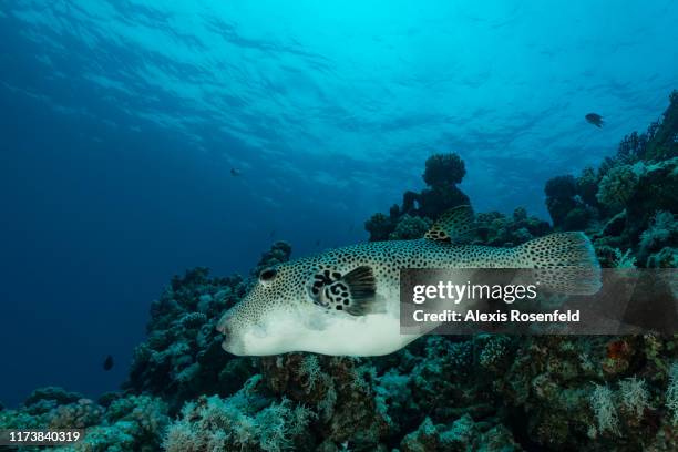 Puffer fish swimming along the reef on April 30, 2017 off the Red Sea, Egypt.