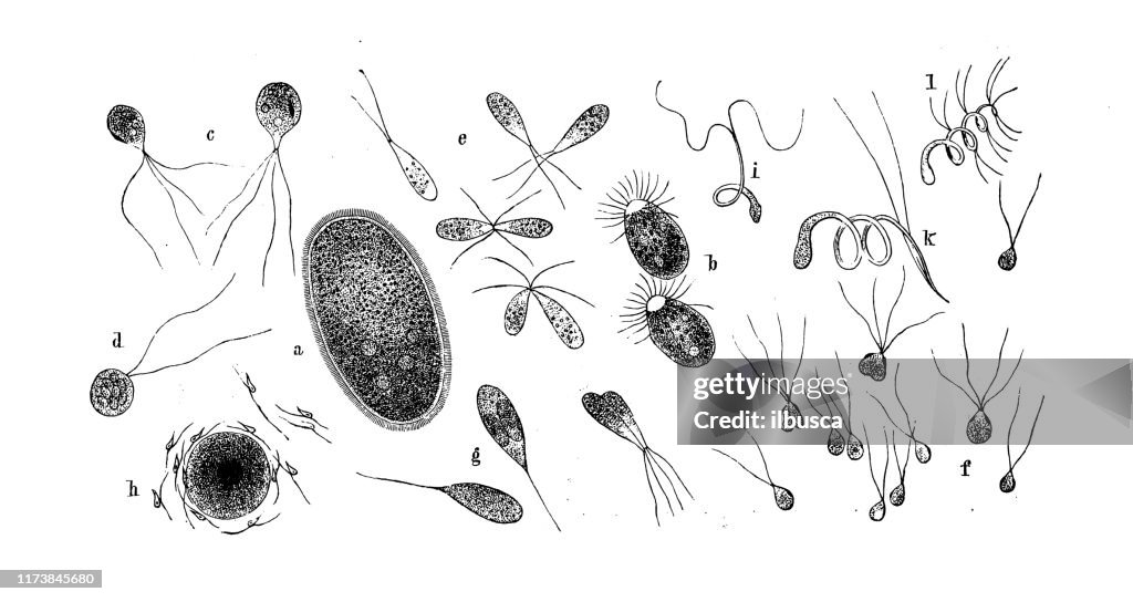 Ilustración de botánica antigua - Protoplasma: Vaucheria (a), Oedogonium (b), Draparnaldia (c), Coleochaete (d), Botrydium (e-g), Fucus (h), Funaria (i), Sphagnum (k), Adianthum (l)
