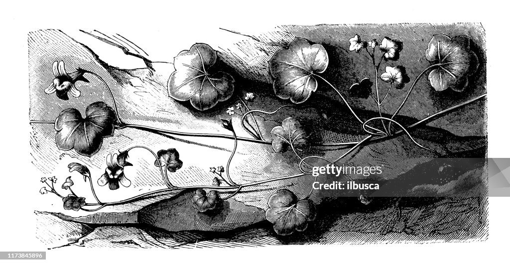Antique botany illustration: Cymbalaria muralis (ivy-leaved toadflax, Kenilworth ivy, coliseum ivy, Oxford ivy)