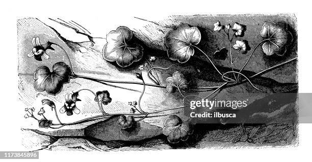 antique botany illustration: cymbalaria muralis (ivy-leaved toadflax, kenilworth ivy, coliseum ivy, oxford ivy) - ivy leaved toadflax stock illustrations