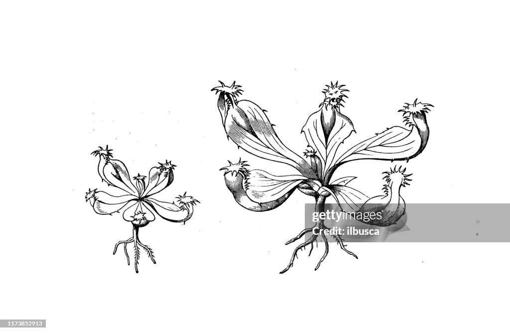 Antique botany illustration: Nepenthes