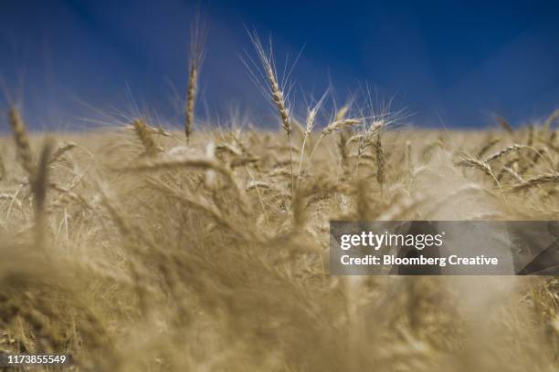 summer wheat - kansas nature stock pictures, royalty-free photos & images