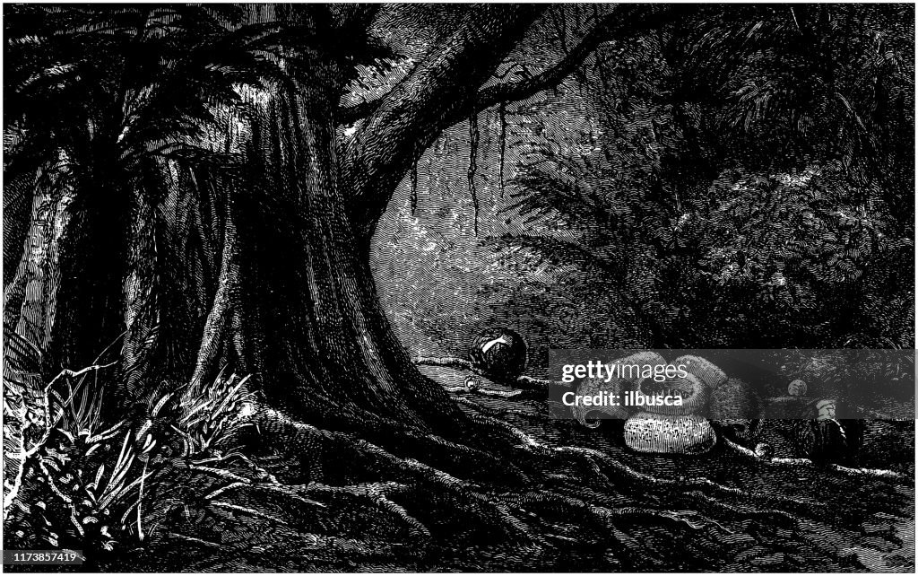 Antique botany illustration: rafflesia padma