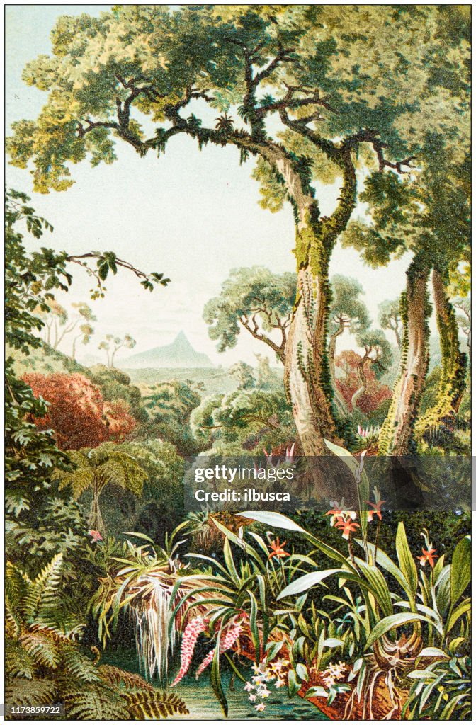 Antique botany illustration: Tropical parasitic plants