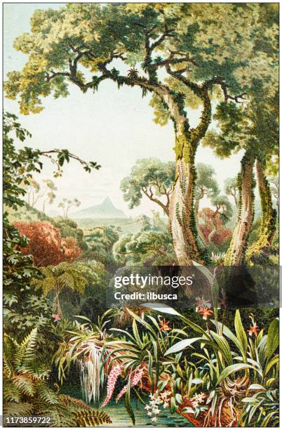 antique botany illustration: tropical parasitic plants - branch plant part stock illustrations