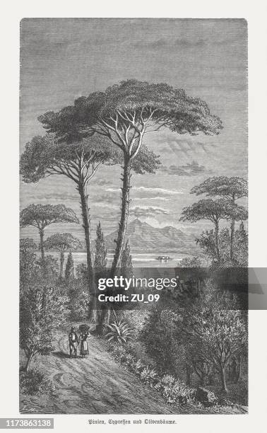 pine, cypress and olive trees, wood engraving, published in 1894 - cypress tree stock illustrations