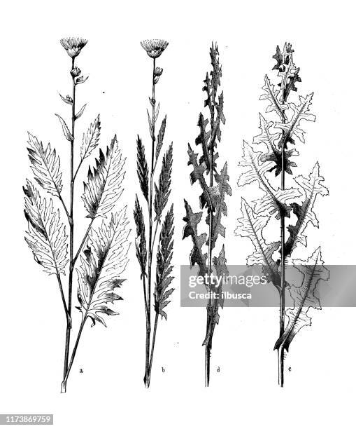 antike botanik illustration: silphium laciniatum, lactuca scariola - milk thistle stock-grafiken, -clipart, -cartoons und -symbole