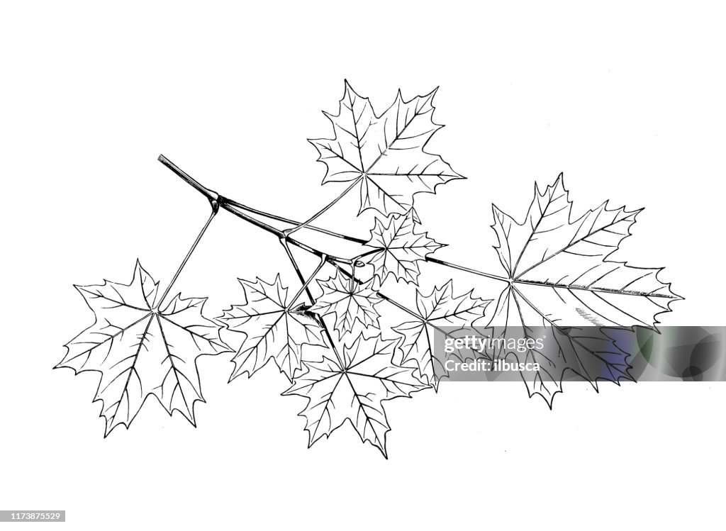 Antique botany illustration: Acer platanoides, Norway maple