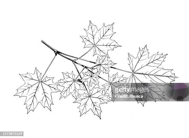 antique botany illustration: acer platanoides, norway maple - maple tree stock illustrations