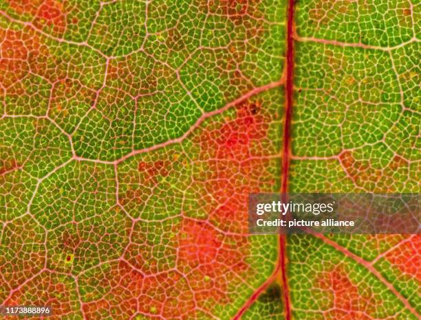 October 2019, Brandenburg, Sieversdorf: Macro image of a leaf of a maple tree which is coloured in autumn. The leaf green , which gives the leaves...