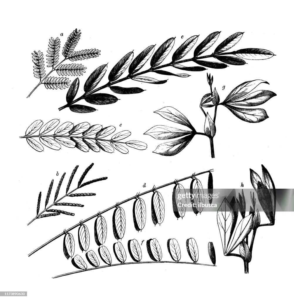 Antique botany illustration: Mimosa Lindheimeri, Amorpha fruticosa, Coronilla varia, Tetragonolobus siliquosus