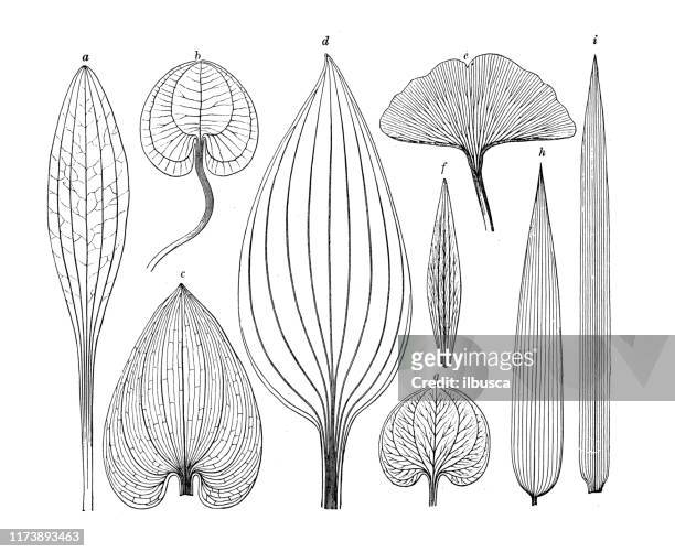 antike botanik-illustration: blattadern - sap stock-grafiken, -clipart, -cartoons und -symbole