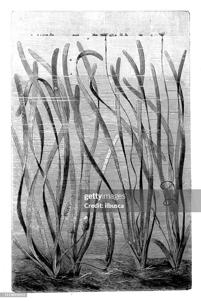 Antique botany illustration: Vallisneria spiralis