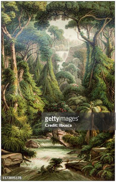 bildbanksillustrationer, clip art samt tecknat material och ikoner med antik botanik illustration: sri lanka forest - botany