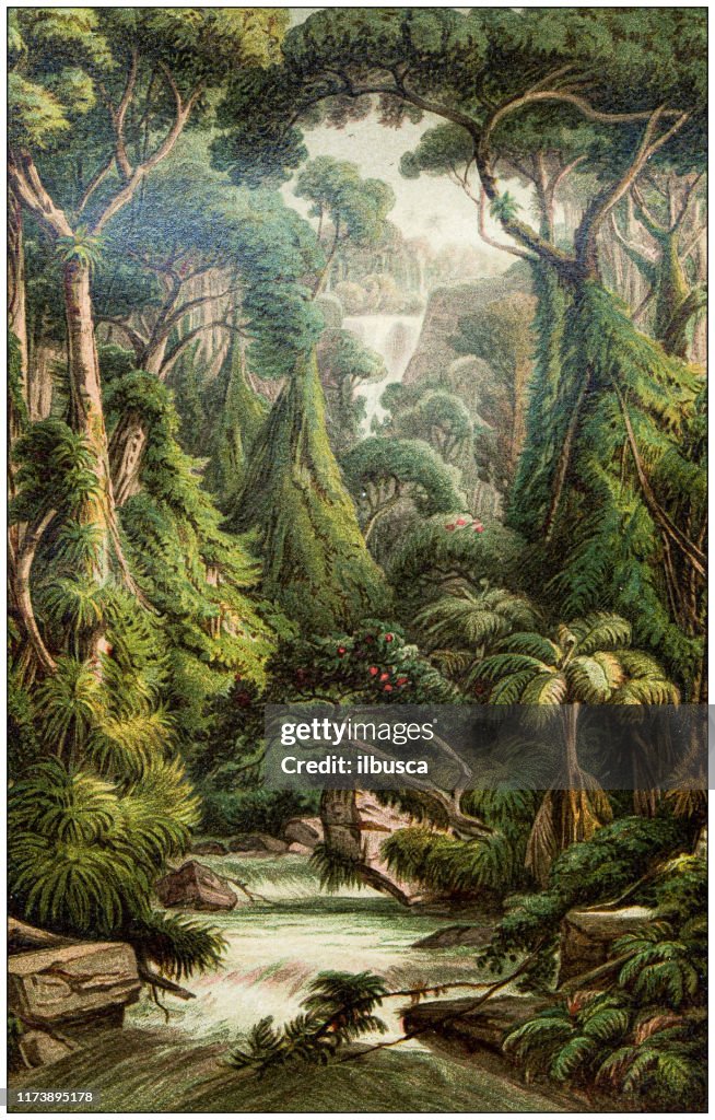 Antique botany illustration: Sri Lanka forest