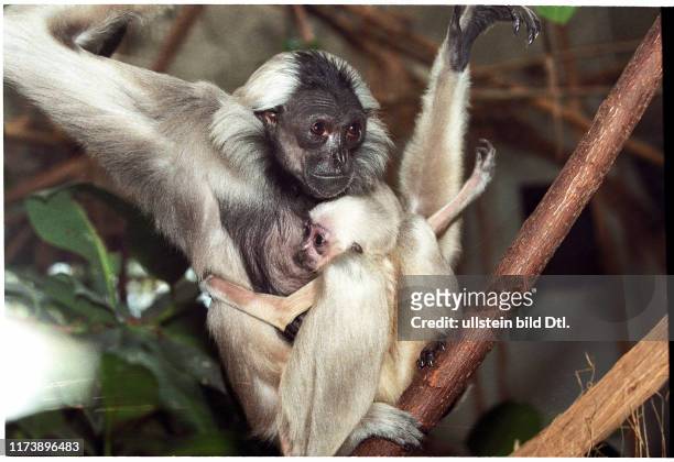 Pileated Gibbon-mother with her baby, 1997
