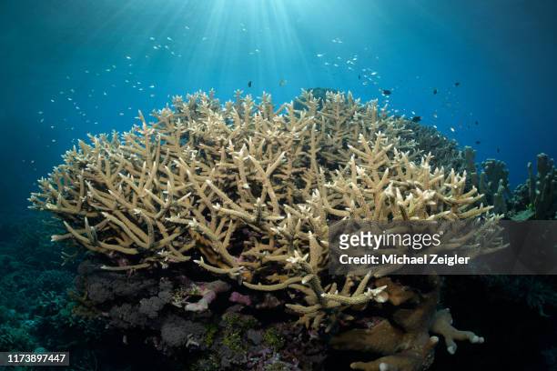 staghorn coral garden - staghorn coral stock pictures, royalty-free photos & images