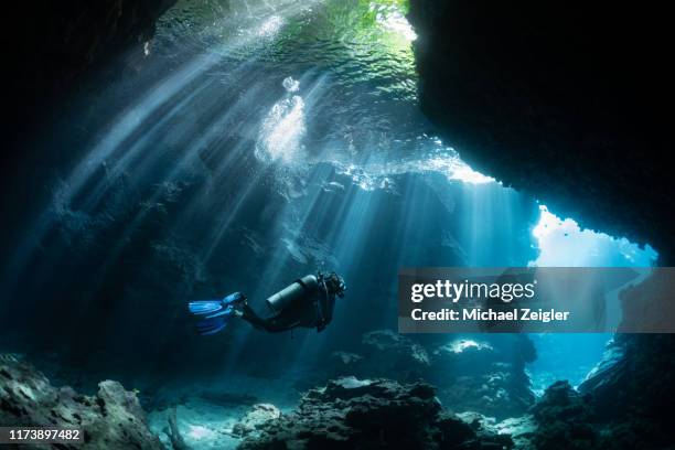 scuba diver in shallow lagoon - sea life imagens e fotografias de stock