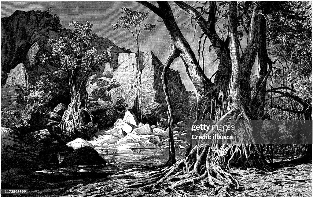 Antique botany illustration: Ficus