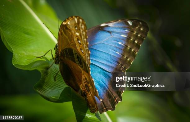 butterfly - blue morpho - wings open - morpho butterfly stock pictures, royalty-free photos & images