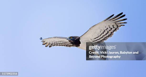 black chested snake in flight close up at amboseli park, kenya - black chested snake eagle - fotografias e filmes do acervo