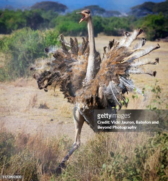 ostrich running mad with feathers spread at amboseli park, kenya - ostrich feather imagens e fotografias de stock