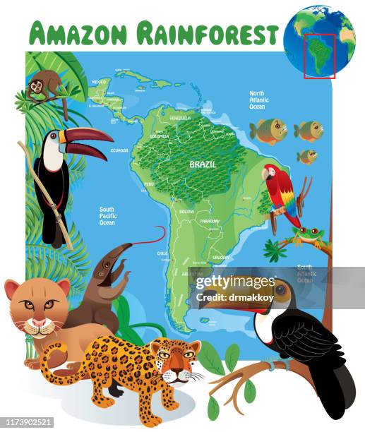 illustrazioni stock, clip art, cartoni animati e icone di tendenza di amazzonica - amazonas colombia