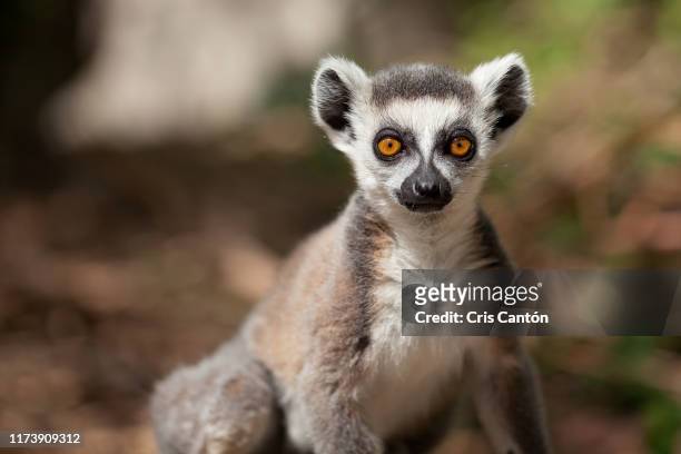 young ring tailed lemur - lemur stock-fotos und bilder