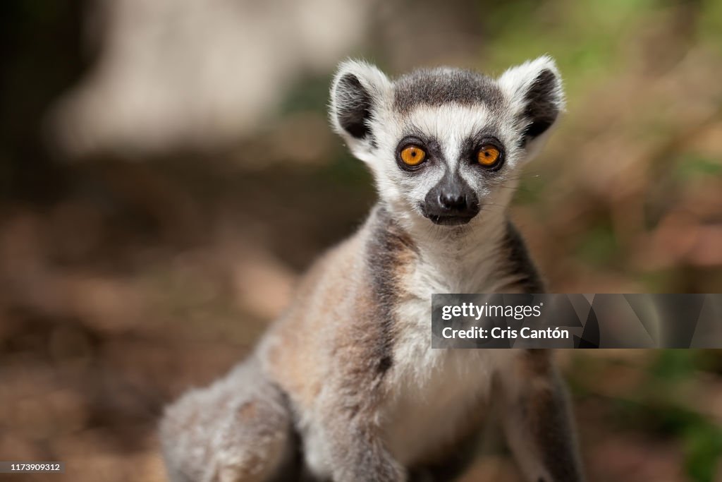 Young ring tailed lemur