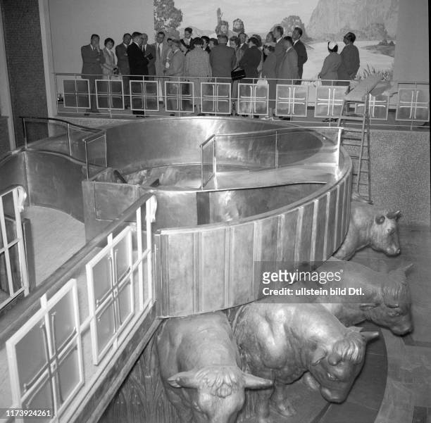 Baptismal font in temple of the Mormons, 1955