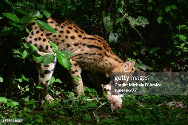 serval cat eating a chicken - serval stockfoto's en -beelden