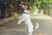 Dog fond of tangerines trying to steal low hanging fruit from tree branch