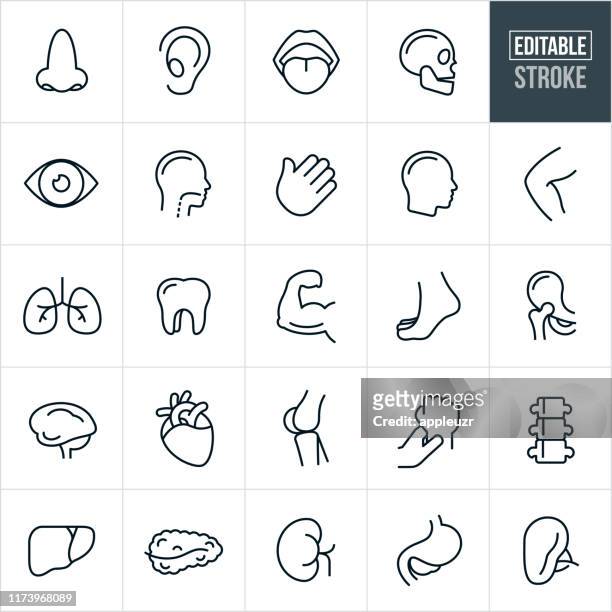 menschliche körperteile dünne linie icons - editierbare strich - human body part stock-grafiken, -clipart, -cartoons und -symbole