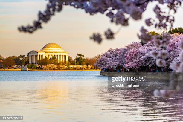 during national cherry blossom festival, thomas jefferson memorial in washington dc, usa. - washington dc spring stock pictures, royalty-free photos & images