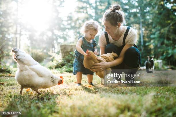 familie met kippen bij small home farm - dierenthema's stockfoto's en -beelden