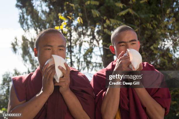 207 Monk Conch Shell Stock Photos, High-Res Pictures, and Images ...