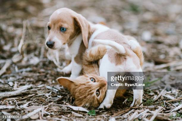 a kitten and dachshund puppy wrestle outside - kitten stock pictures, royalty-free photos & images