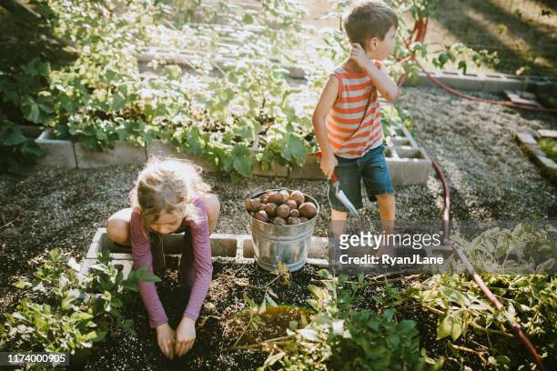 familie oogst groenten uit de tuin bij kleine huis boerderij - american potato farm stockfoto's en -beelden