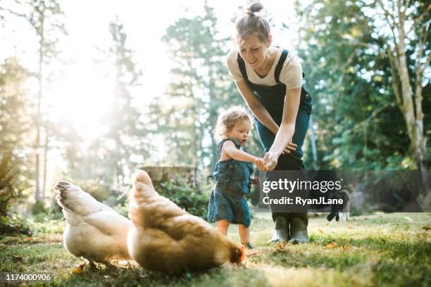 familj med kycklingar på små hem odling - baby chicken bildbanksfoton och bilder