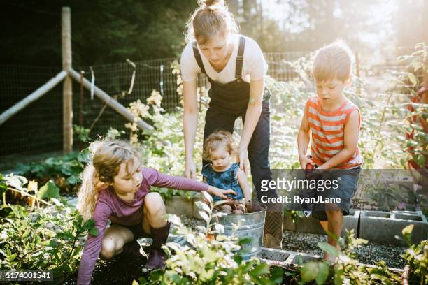 familie oogst groenten uit de tuin bij kleine huis boerderij - american potato farm stockfoto's en -beelden