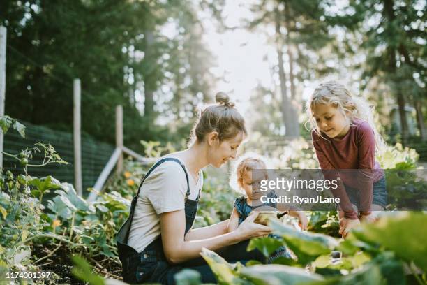 family harvesting vegetables from garden at small home farm - garden stock pictures, royalty-free photos & images
