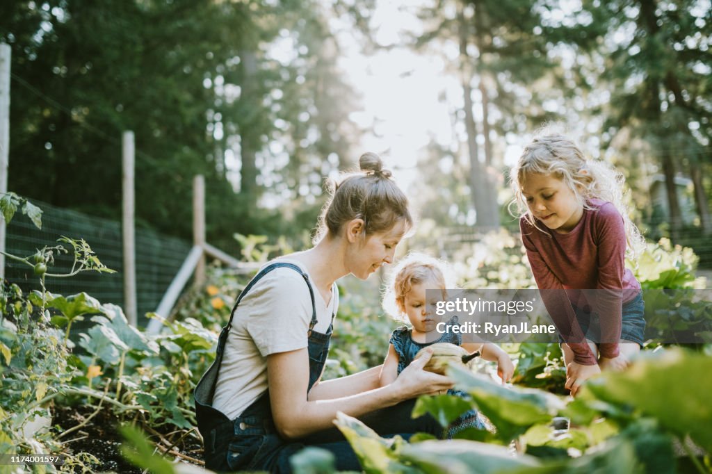 Family Harvesting Vegetables From Garden at Small Home Farm