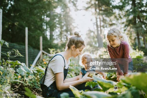 familj skörd grönsaker från trädgården på små hemgården - hortikultur bildbanksfoton och bilder