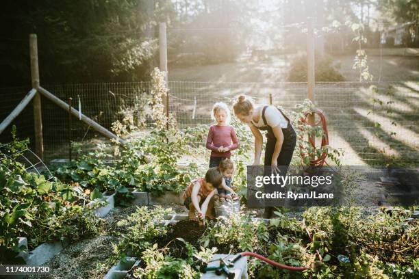 familie ernte gemüse aus dem garten auf small home farm - family in garden stock-fotos und bilder